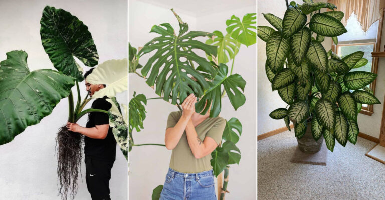 14 Gorgeous Houseplants with Large Leaves to Elevate Your Space