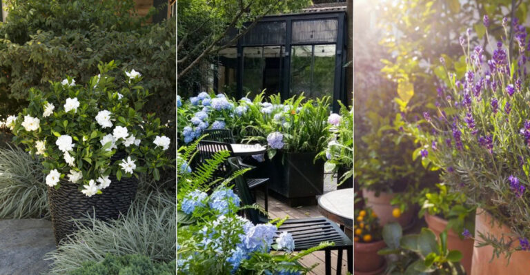 15 Best Plants for a Courtyard Garden to Create a Stunning Small-Space Oasis