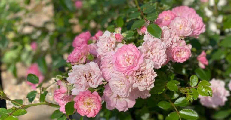 15 Best Shrubs to Grow in Containers: Perfect Picks for Patios and Small Spaces