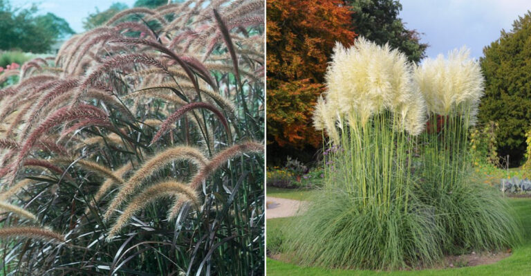 15 Drought-Tolerant Ornamental Grasses That Add Beauty Without the Water Hassle