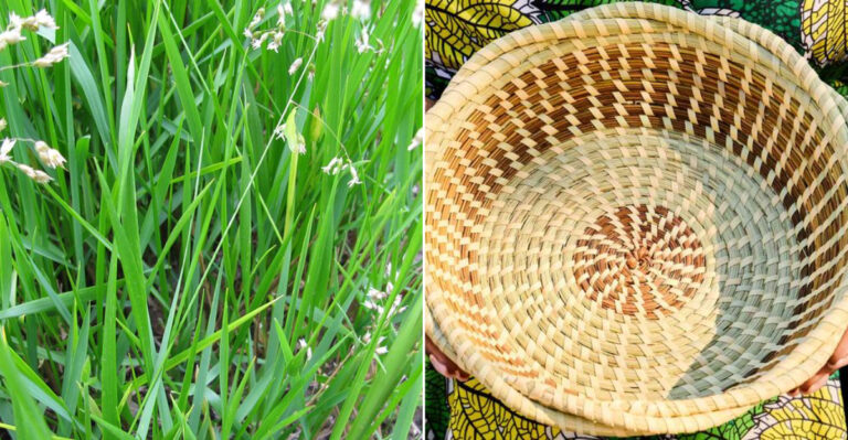 15 Essential Tips for Growing and Harvesting Sweetgrass
