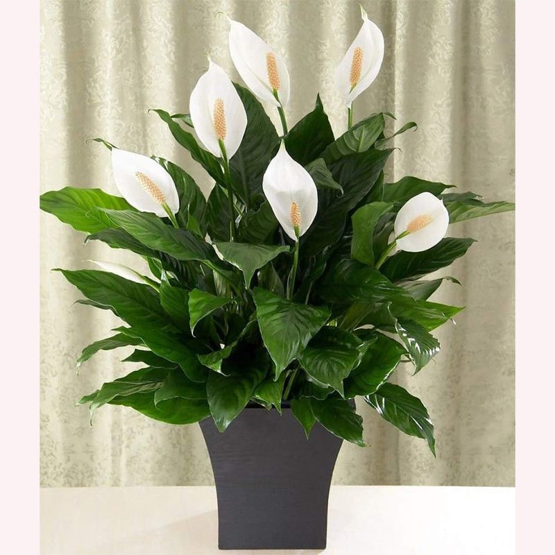 Peace Lily (Spathiphyllum)