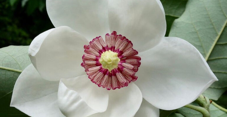 15 Flowers That Symbolize the Gentle Power of Peace