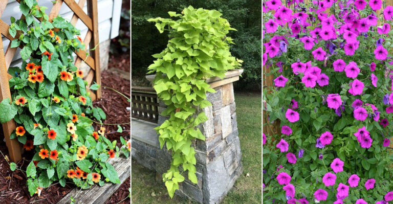 15 Heat-Tolerant Trailing Plants That Thrive in Full Sun All Summer Long