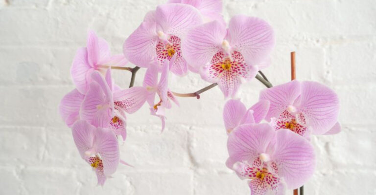 15 Magical Plants That Could Bring You Good Fortune in 2025