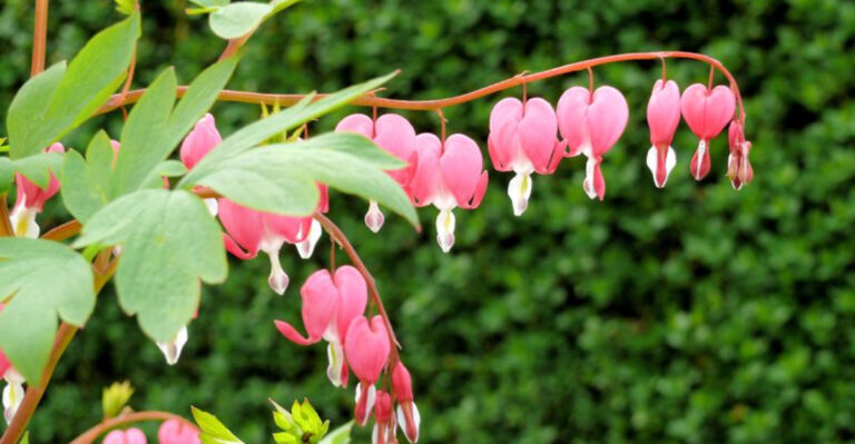 15 Must-Grow Plants for a Vibrant Spring Garden