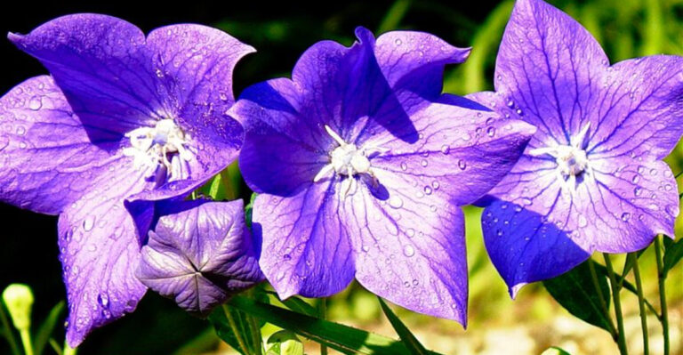 15 Perennials You Should Prune in Spring for Healthier Growth