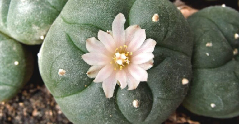 15 Plants Deeply Rooted in Native American Spiritual Life