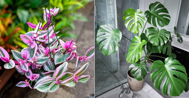 15 Plants You Can Propagate With Confidence Even If You’re a Beginner