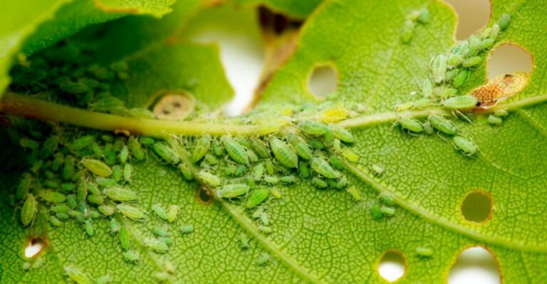 15 Powerful Plants That Keep Aphids Away Naturally