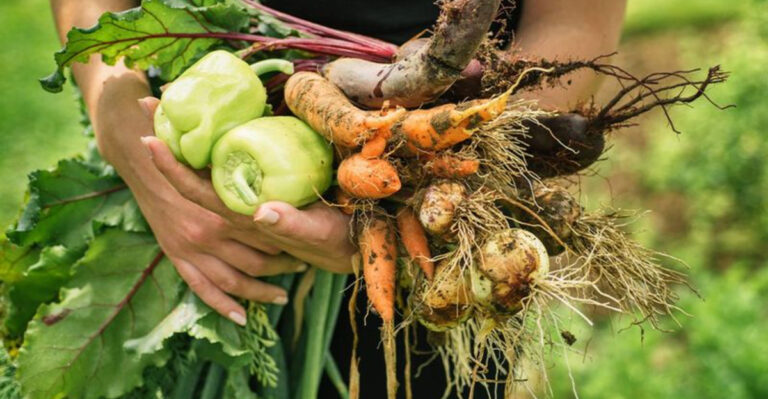 15 Reasons Your Vegetable Garden Is Not Producing Like It Should