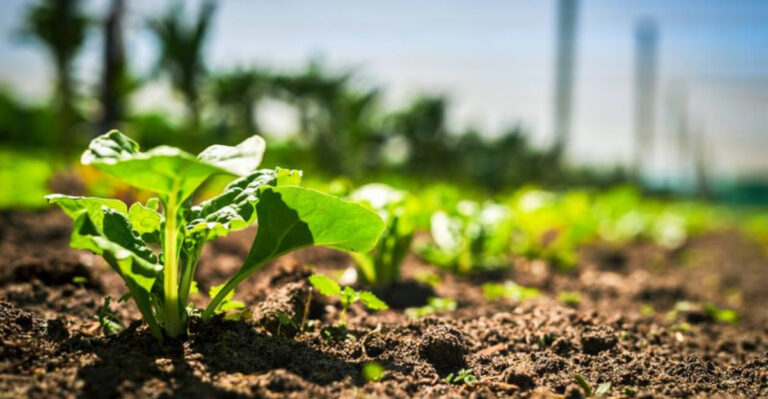 15 Simple Steps to Grow, Harvest, and Enjoy Nutritious Spinach