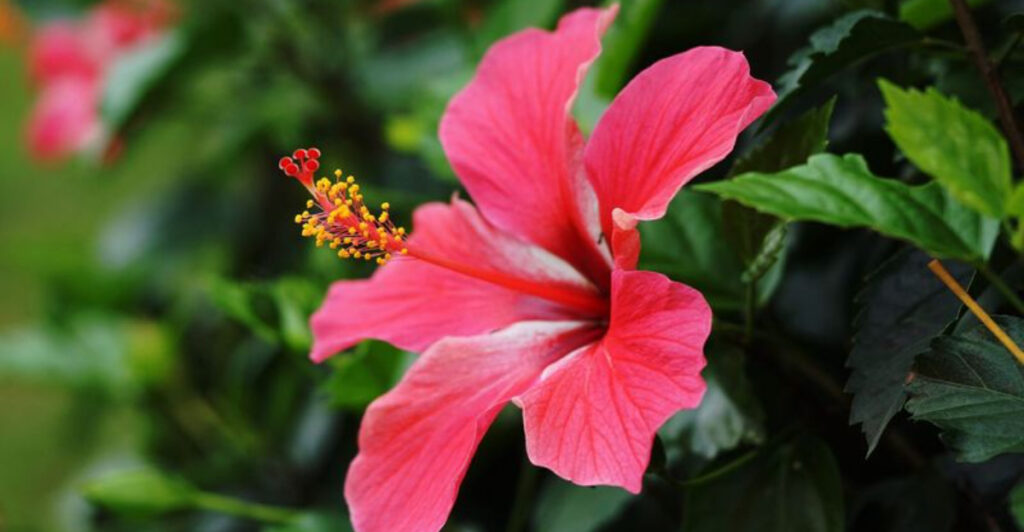 15 Simple Ways to Make Your Hibiscus Flourish Indoors and Outdoors