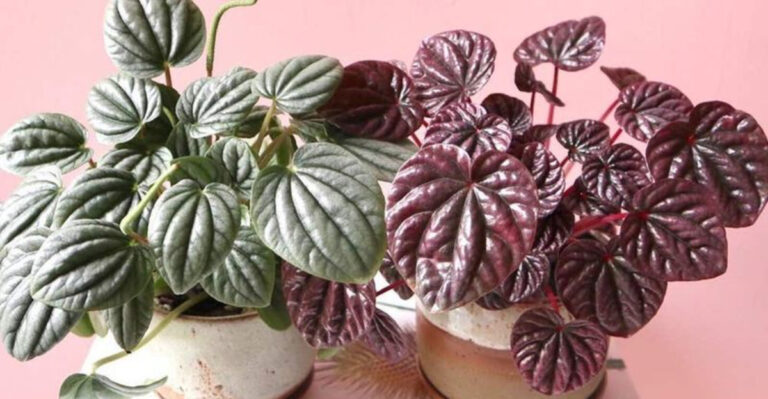 15 Irresistible Peperomia Plants You’ll Want to Collect