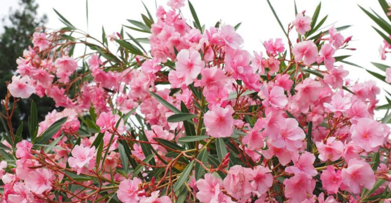 15 Toxic Plants You Could Be Growing Right Now