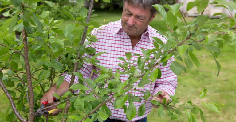 15 Trees You Should Prune in March for a Healthier, More Beautiful Yard