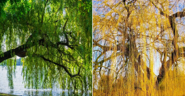 15 Willow Tree Varieties That Turn Ordinary Yards into Peaceful Retreats