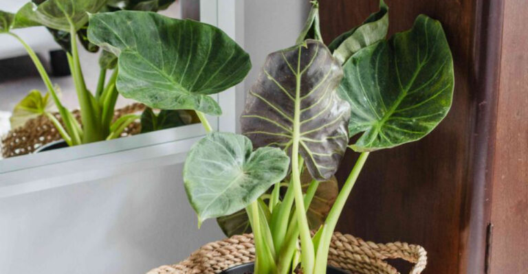16 Houseplants That Will Struggle (or Die) in Direct Sun