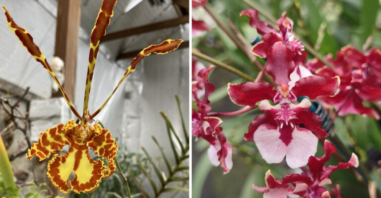 17 Gorgeous Orchids That Never Stop Blooming