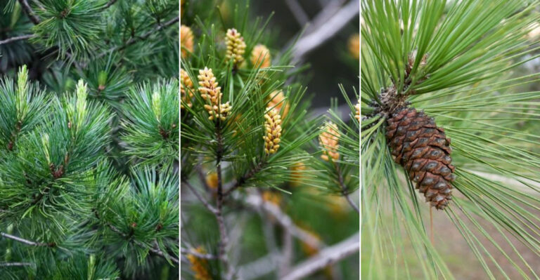 17 Stunning Pine Tree Varieties to Elevate Your Landscape