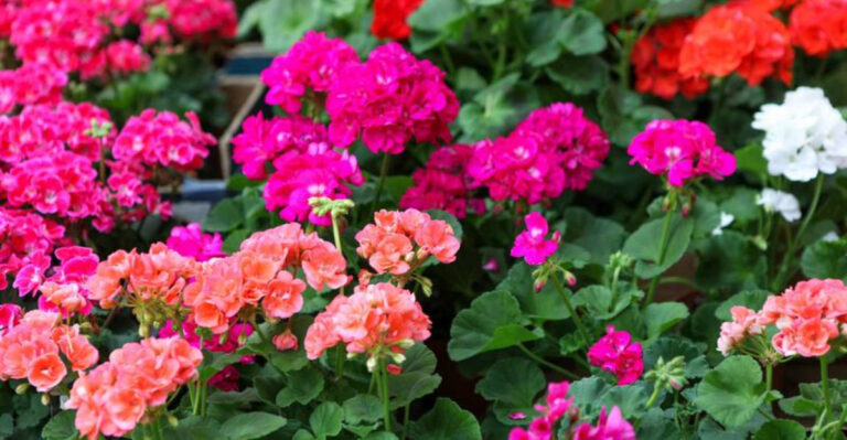 19 Gorgeous Flowers That Could Be Silent Carriers of Plant Diseases