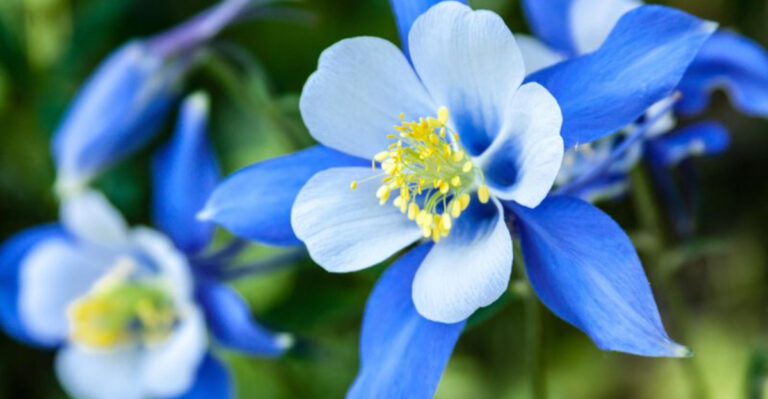 20 Beautiful Shade-Loving Wildflowers to Brighten Dark Garden Corners