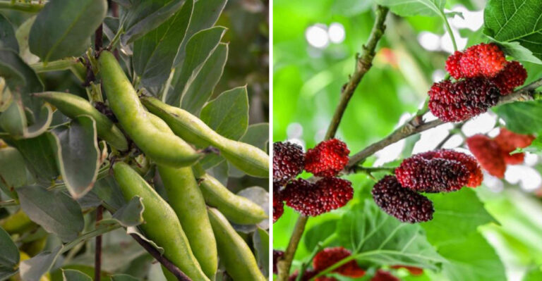 20 Fresh Spring Fruits and Vegetables You Need to Eat This Season