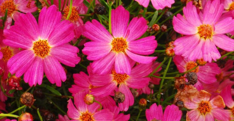 20 Gorgeous Pink Perennials That Keep Blooming Every Year