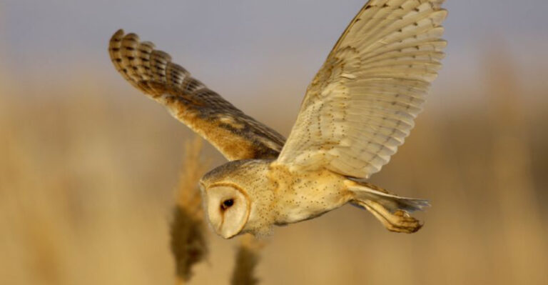 20 Incredible Owl Facts That Will Change How You See These Mysterious Birds