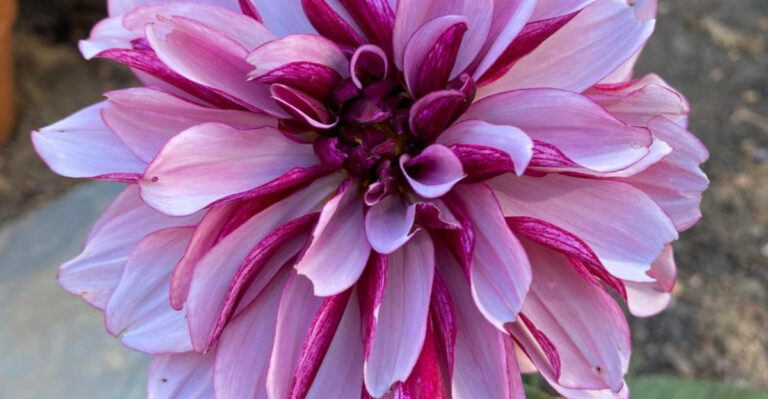 20 Incredible Plants That Evolve in Shape and Size