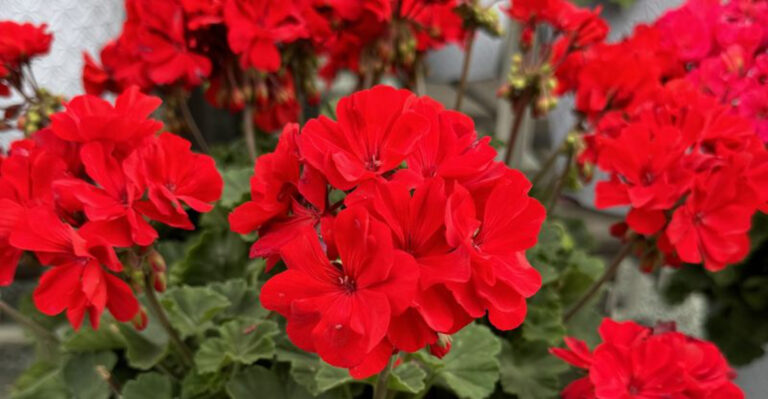 20 Striking Red Annuals That Bring Bold Color to Your Garden All Season