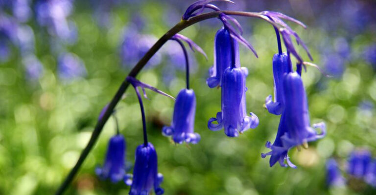 20 Stunning Bell-Shaped Flowers You Need in Your Garden