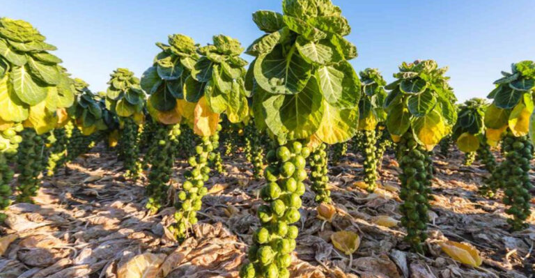 20 Vegetables to Plant in March for a Bountiful Harvest