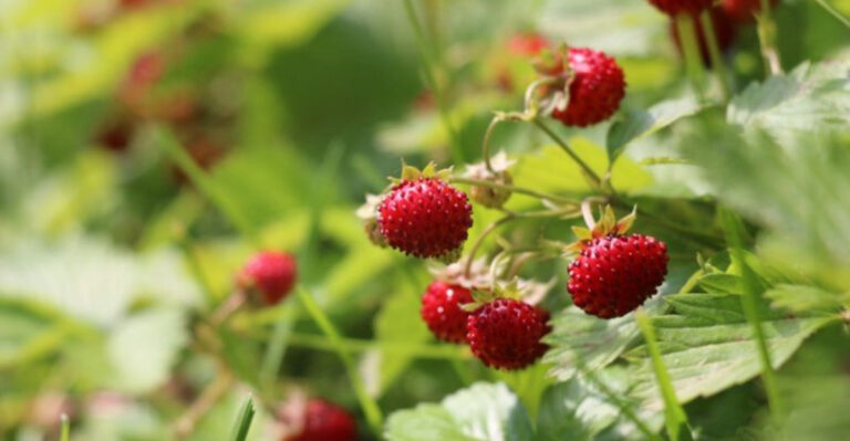 20 Vibrant Low Covers That Add Color and Flavor to Your Garden