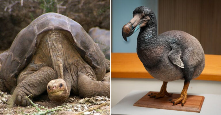 20 Amazing Creatures Humans Have Wiped Out Forever
