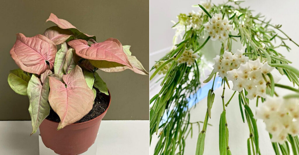 2025’s Most Popular Houseplants That Will Instantly Upgrade Your Home