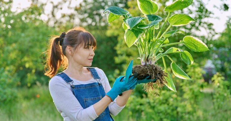 21 Perennials You Shouldn’t Divide in Spring – Keep Your Garden Thriving!