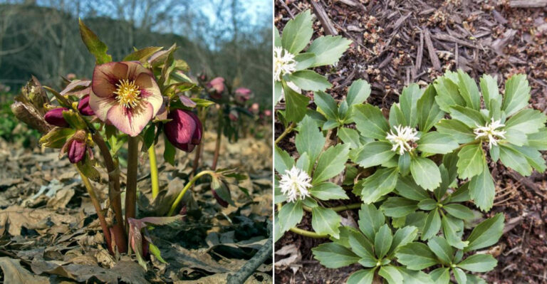 22 Go-To Plants Landscapers Rely On to Fix Tricky Garden Spots