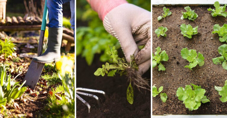 22 Simple Ways to Keep Your Garden Healthy and Disease-Free (Plus Common Mistakes to Avoid)
