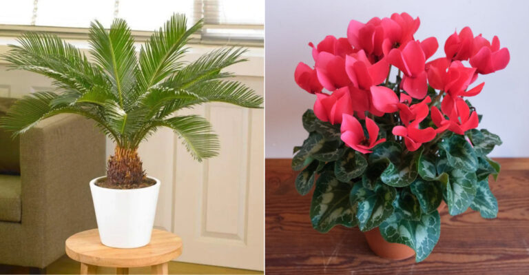 20 Houseplants That Will Turn Your Home Into a Nightmare