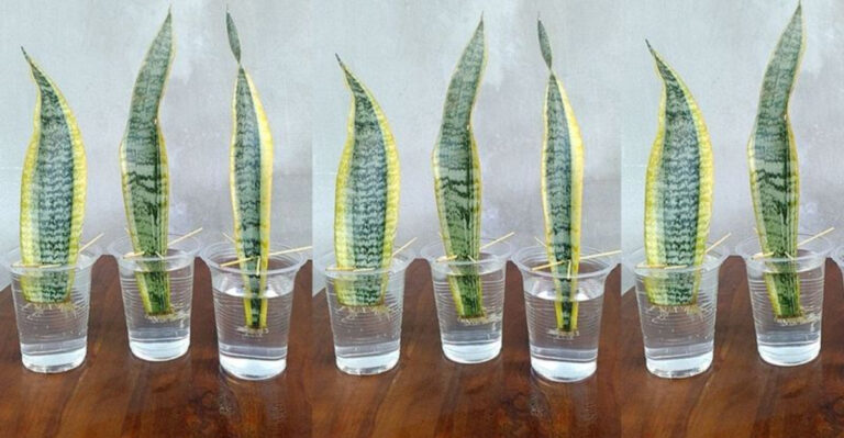 25 Amazing Plants That Grow Like Magic from Cuttings