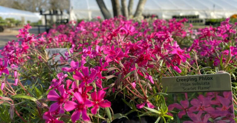 25 Beautiful Plants That Fight Weeds and Bring Pollinators to Your Garden