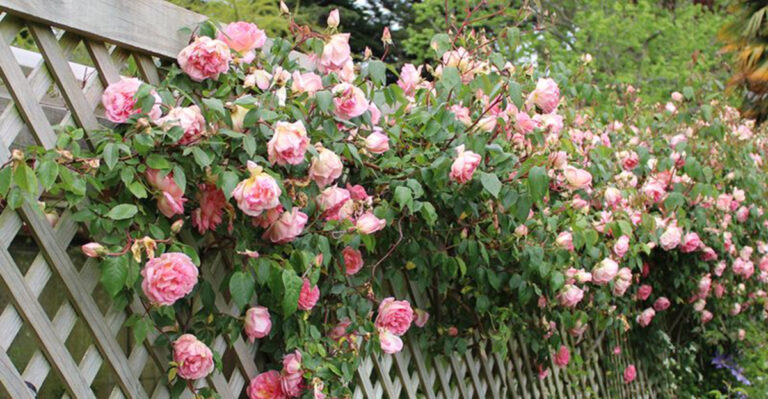 25 Climbing Roses That Will Make Your Garden Feel Like a Fairytale