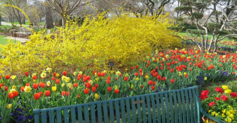25 Gorgeous Companion Plants to Grow Next to Your Forsythia