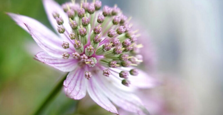 25 Gorgeous Perennials That Deserve a Spot in Your Garden