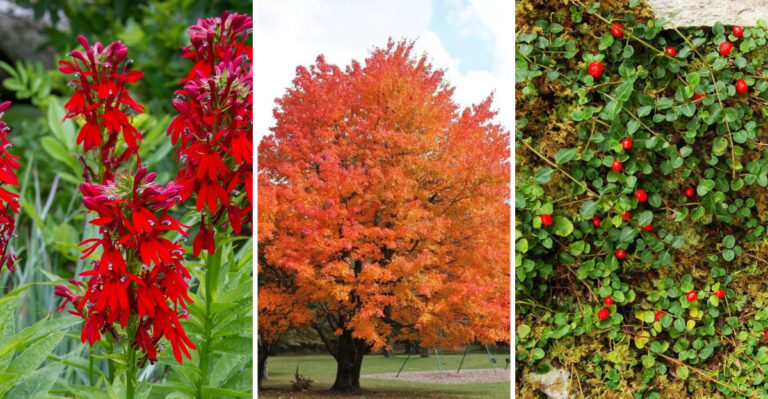 25 Iconic Native Plants That Define the Beauty of American Gardens