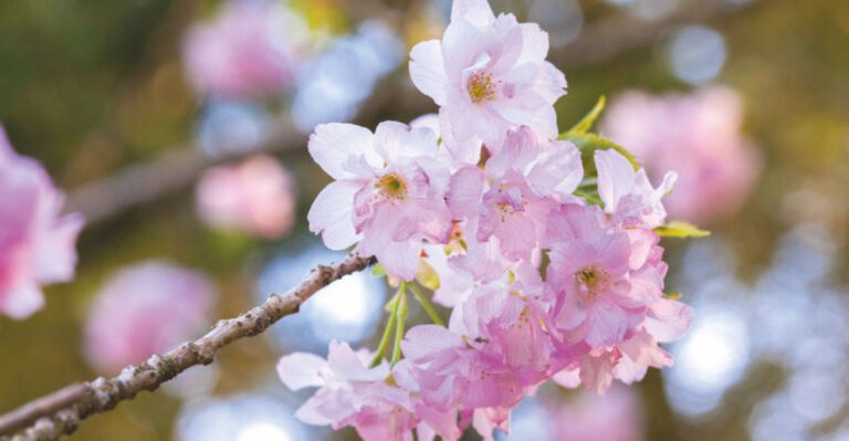 25 Naturally Scented Flowers That Put Perfume to Shame