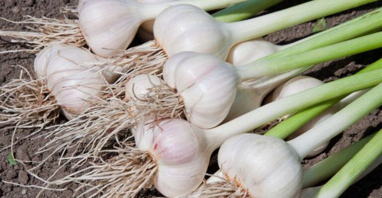 25 Powerful Superfoods You Can Grow Even If You’re a Total Beginner