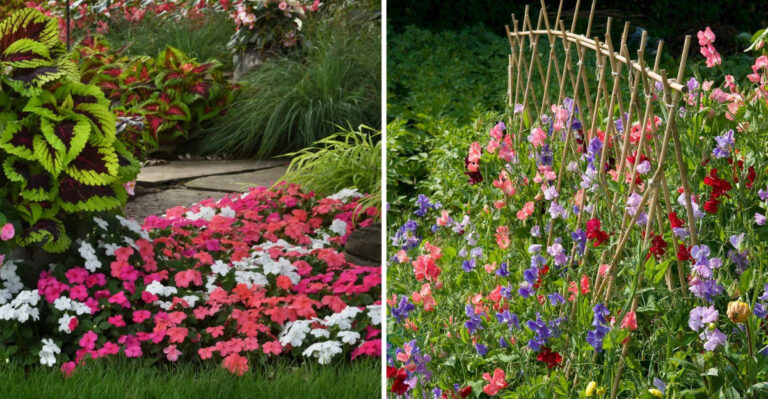 27 Flower Seeds You Should Start Indoors Now for a Stunning Spring Garden