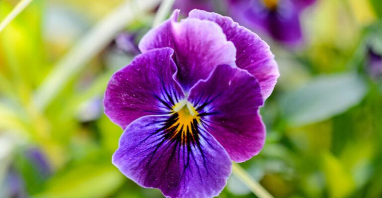30 Flowers to Create a Garden Straight Out of a Love Story